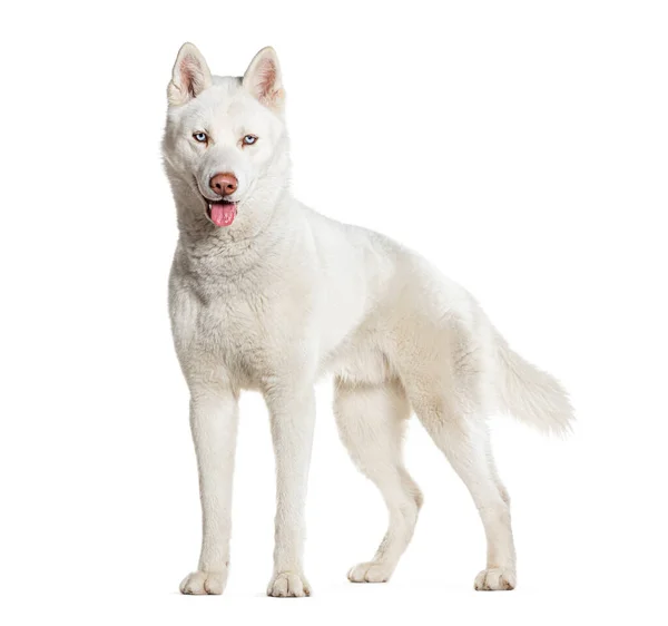 Side View Standing Husky Panting Isolate Don White — Stock Photo, Image