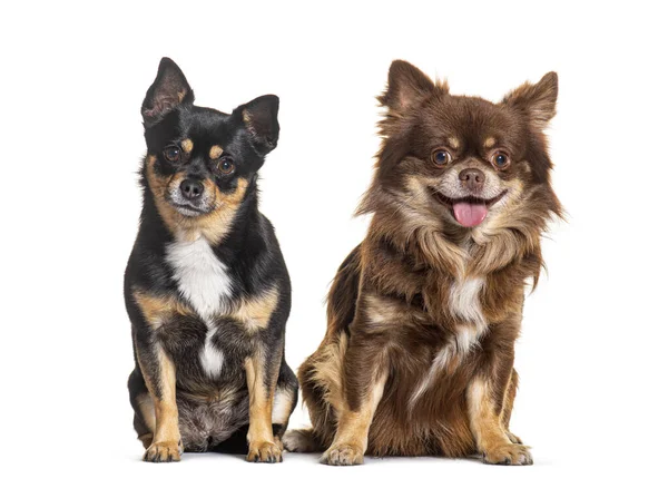 Köpek Chihuahua Melez Köpek Kameraya Bakıyorlar Izole Edilmiş — Stok fotoğraf