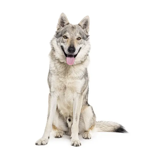 Zittend Tsjechoslowaakse Wolf Hond Hijgend Zittend Geïsoleerd Wit — Stockfoto