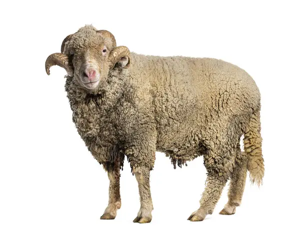 Ram Sopravissana Sheep Big Horns Isolated White Royalty Free Stock Photos