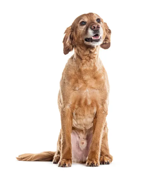 Old Cocker Mixed French Spaniel Crossbreed Dog Panting Isolated White Royalty Free Stock Photos