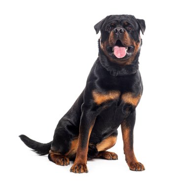 Soluyan Rottweiler, beyaz üzerine izole edilmiş.