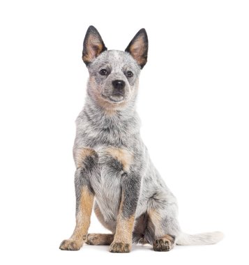 Yavru Avustralya Sığır Köpeği, üç aylık, beyaz tenli.