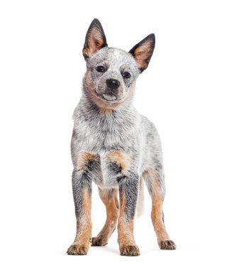 Yavru Avustralya Sığır Köpeği, üç aylık, beyaz tenli.