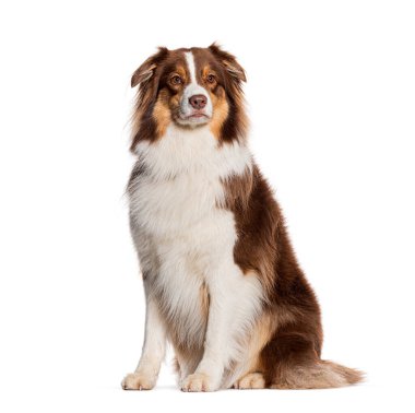 Avustralyalı çoban oturuyor ve uzaklara bakıyor, beyaz üzerine izole edilmiş.