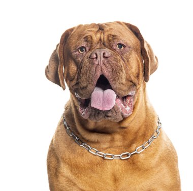 Dogue de Bordeaux 'nun portresi. Köpek tasması takıyor, beyaz üzerine izole edilmiş.