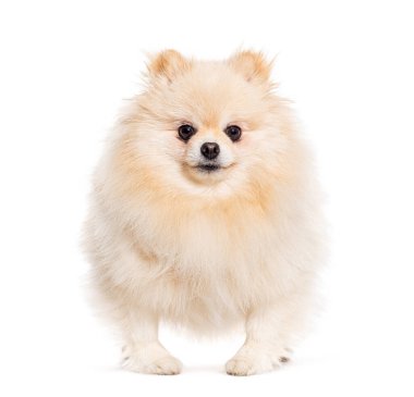 Melez köpek kameraya bakıyor, bembeyaz.