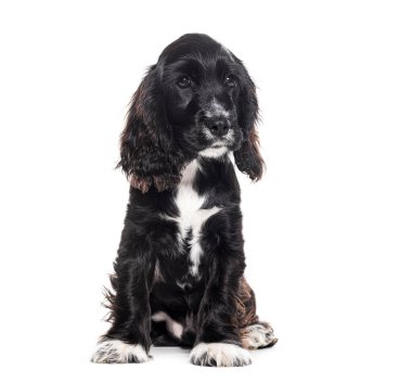Siyah beyaz köpek yavrusu İngiliz horozu, dört aylık, beyaz tenli