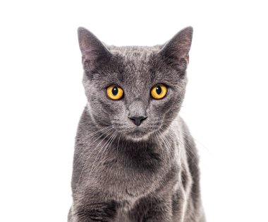 Gri bir melez kedinin kafa görüntüsü. Sarı gözlü, beyaz tenli kameraya bakıyor.