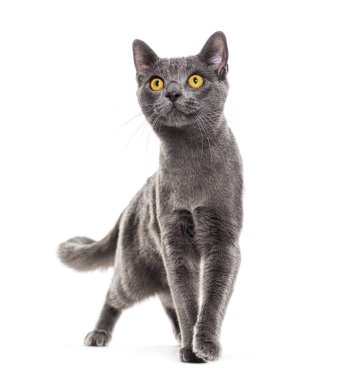 Gri melez kedi. Sarı gözlü. Kameraya doğru yürüyor.