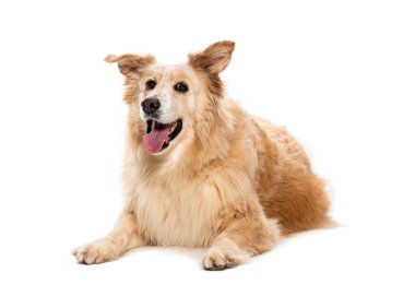 Yaşlı Melez köpek soluk soluğa, beyaz tenli.