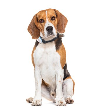 Oturup kameraya bakan köpek tasması takan bir Beagle köpeği, beyazlar içinde tek başına.