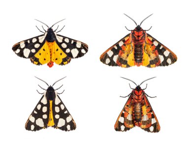 Krem lekeli bir kaplan güvesinin alt ve sırt tarafı, Arctia villica, Erebidae ailesi, beyazlar üzerinde izole edilmiş.