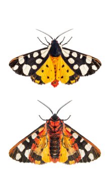 Krem lekeli kaplan güvesi kanatlarının alt ve sırt tarafı açık, Arctia villica, Erebidae ailesi, beyaz üzerinde izole edilmiş.