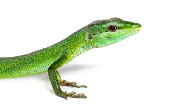 Uzun kuyruğuyla Sakishima çimen kertenkelesinin yan görüntüsü, Takydromus dorsalis, beyaz üzerine izole edilmiş.