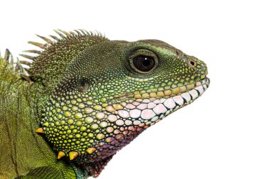 Beyaz üzerinde izole edilmiş bir Çin su ejderhası Physignathus cocincinus 'un kafa görüntüsü.