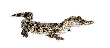 Ayakta duran Filipinli timsah, timsah mindorensis, beyaz üzerine izole edilmiş.