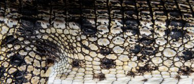 Filipinli bir timsah derisinin yakın çekimi, Timsah mindorensis