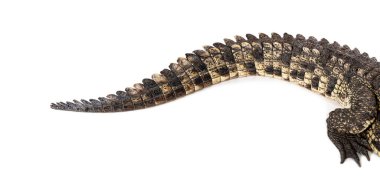 Bir Nil timsahının kuyruğuna odaklan, timsah niloticus, beyaz üzerine izole edilmiş.