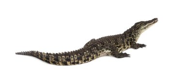 Nil timsahı, timsah niloticus, beyaz üzerine izole edilmiş.