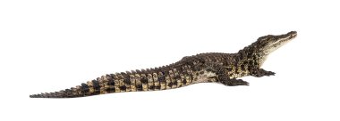 Nil timsahı, timsah niloticus, beyaz üzerine izole edilmiş.