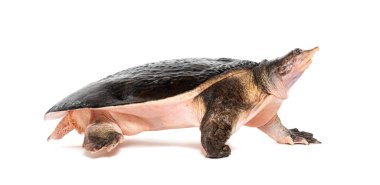 Florida 'nın yumuşak kabuklu kaplumbağası uzaklaşıyor, Apalone ferox, beyaz üzerine izole edilmiş.