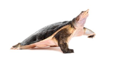 Florida 'nın yumuşak kabuklu kaplumbağası uzaklaşıyor, Apalone ferox, beyaz üzerine izole edilmiş.