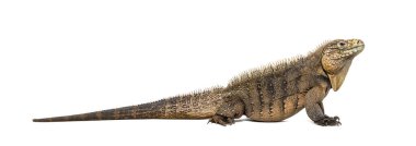 Kübalı bir kaya iguanasının yan görünüşü, Cyclura nubila, beyaz üzerine izole edilmiş.