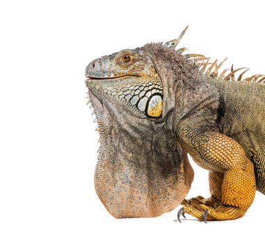 Yeşil iguana, iguana iguanası, beyaz üzerine izole edilmiş.
