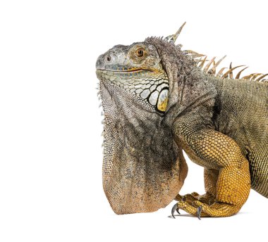 Yeşil iguana, iguana iguanası, beyaz üzerine izole edilmiş.