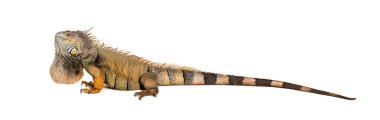 Yeşil iguana, iguana iguana, beyaz üzerine izole