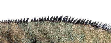 Bir gergedan iguanasının deri ve sırt ibiğinin yakın çekimi, Cyclura cornuta, beyaz üzerinde izole edilmiş.