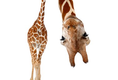 somali zürafa, retiküle zürafa, zürafa zürafa reticulata, 2 buçuk yaşında ayakta beyaz arka planı olarak bilinen