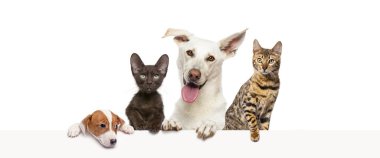 Bir grup evcil hayvan boş bir web pankartına yaslanarak yazı yazıyorlar. Kediler ve köpekler.