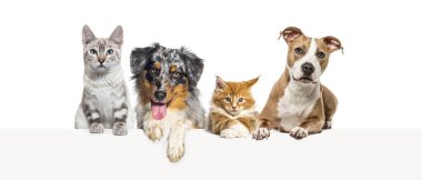 Bir grup kedi ve köpek boş bir web pankartına yaslanıyorlar..