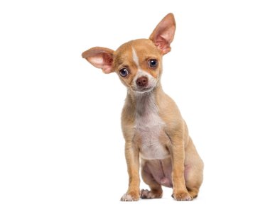 Küçük, bronz tenli, kısa saçlı, Chihuahua köpeği, köpek yavrusu, 3 aylık, beyaz tenli