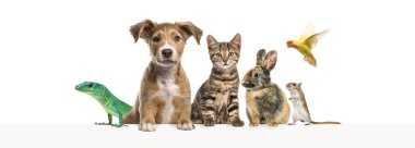 Bir grup evcil hayvan boş bir web pankartına yaslanarak yazı yazıyorlar. Kediler, köpekler, tavşan, gelincik, kemirgen, sürüngen, kuş