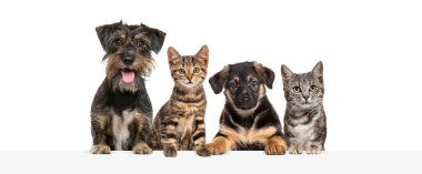 Bir grup kedi ve köpek boş bir web pankartına yaslanıyorlar..