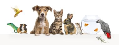 Bir grup evcil hayvan boş bir web pankartına yaslanarak yazı yazıyorlar. Kediler, köpekler, tavşan, gelincik, kemirgen, balık, sürüngen, kuş