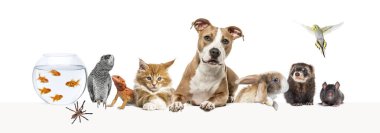 Bir grup evcil hayvan boş bir web pankartına yaslanarak yazı yazıyorlar. Kediler, köpekler, tavşan, gelincik, kemirgen, sürüngen, kuş