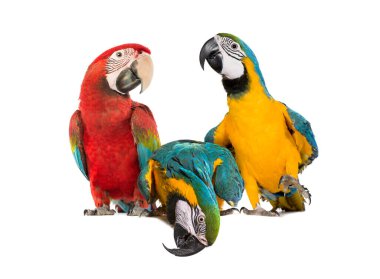 Mavi ve sarı papağan ve yeşil kanatlı papağan birlikte beyaz bir arka planın önünde. Biri eğilmek ve boş bir yere bakmak.