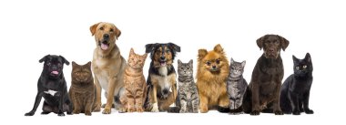 Bir grup evcil hayvan, kedi ve köpek çiğ bir şekilde oturup kameraya bakıyorlar.