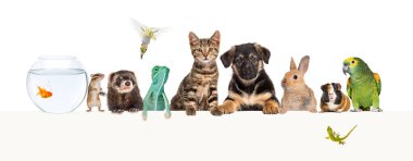 Bir grup evcil hayvan boş bir web pankartına yaslanarak yazı yazıyorlar. Kediler, köpekler, tavşan, gelincik, kemirgen, balık, sürüngen, kuş