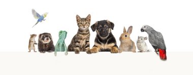 Bir grup evcil hayvan boş bir web pankartına yaslanarak yazı yazıyorlar. Kediler, köpekler, tavşan, gelincik, kemirgen, sürüngen, kuş