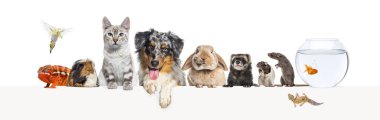 Bir grup evcil hayvan boş bir web pankartına yaslanarak yazı yazıyorlar. Kedi, köpek, tavşan, gelincik, kemirgen, balık, sürüngen, kuş, sıçan