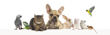 Bir grup evcil hayvan boş bir web pankartına yaslanarak yazı yazıyorlar. Kediler, köpekler, tavşan, gelincik, kemirgen, sürüngen, kuş