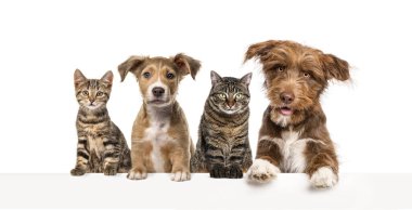 Bir grup kedi ve köpek boş bir web pankartına yaslanıyorlar..