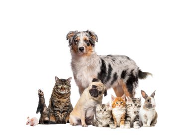 Bir Avustralya çoban köpeği etrafında poz veren bir grup hayvan; köpek, kedi, gelincik, tavşan, kemirgen, beyaz