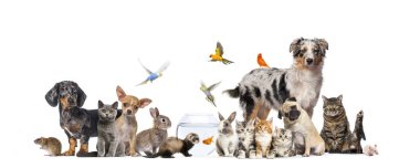 Group of pets posing Cats and dogs; dog, cat, ferret, rabbit, fish, rodent bird, rabbit, isolated on white clipart