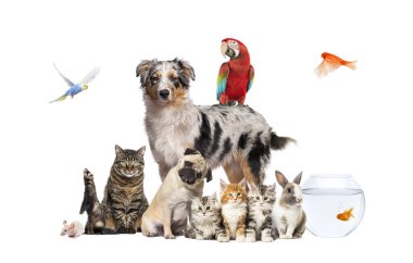 Bir Avustralya çoban köpeği etrafında poz veren bir grup hayvan; köpek, kedi, gelincik, tavşan, kuş, balık, kemirgen, beyaz